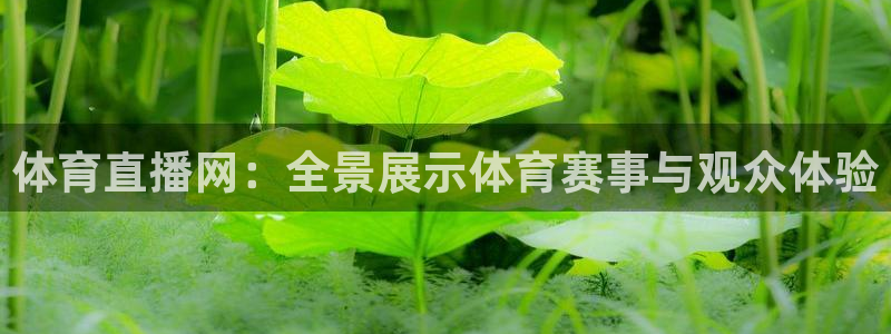 五星体育今日赛事预告：体育直播网：全景展示体育赛事与观众体验